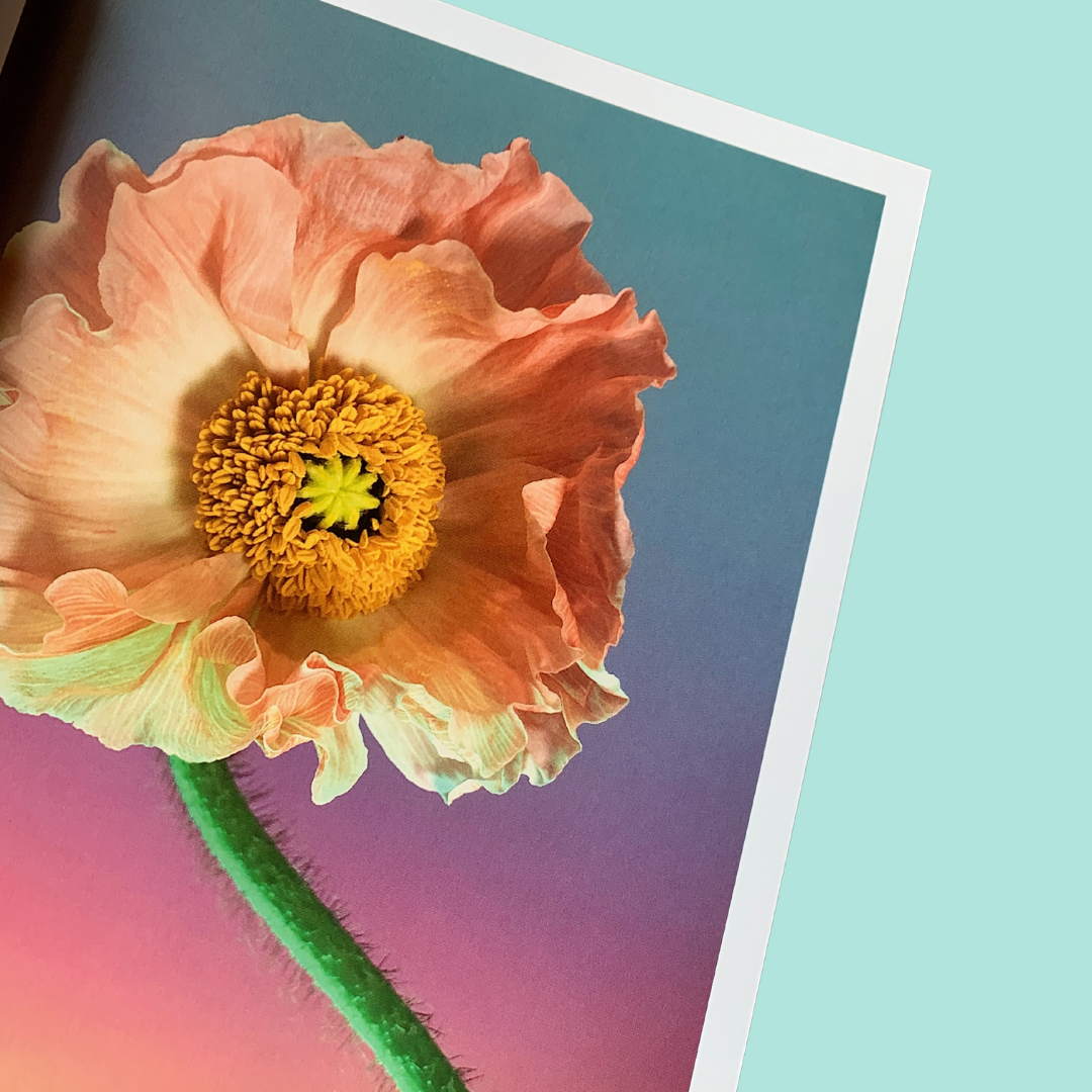 Still Life Book
