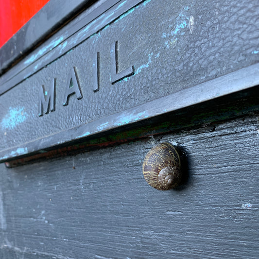 Snail Mail